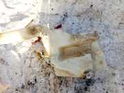 Scheibenwaschbehälter Vorne Wischwasserbehälter Rover 400, 1995.05 - 2000.03 Gebraucht,