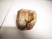 Ausgleichsbehälter Toyota Yaris, I (XP10) 1999.04 - 2003.03 823021120, 823021-120