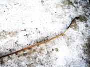 Halteband Kraftstoffbeh?lter Volkswagen Touran, 2003.01 - 2006.10 Gebraucht, bkc