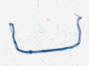 Stabilisator Vorne Audi 80, B4 1991.09 - 1995.01 Gebraucht ,