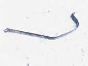 Halteband Kraftstoffbehälter Volkswagen Golf, IV 1997.08 - 2003.10 Gebraucht,