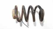Fahrwerksfeder vorne Renault Master, II 2003.01 - 2010.01 facelift Gebraucht,