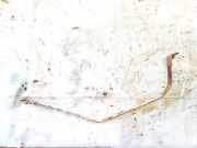 Halteband Kraftstoffbehälter Nissan Note, 2006.03 - 2013.06 Gebraucht,