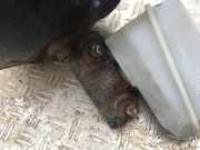 Hauptbremszylinder Renault Megane, I 1995.11 - 1999.02 Gebraucht , na