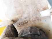 Behälter Bremsflüssigkeit Ford Focus, 2004.11 - 2008.06 03350886381, 033508-86381