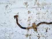 Stabilisator Vorne Skoda Octavia, II 2004.02 - 2009.03 Gebraucht,