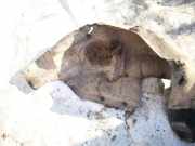 Radhausschale - Hinten Linke Ford S-Max, 2006.05 - 2014 Gebraucht,