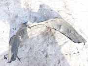 Radhausschale - Vorne Rechts Toyota Yaris Verso, 1999.11 - 2005.09 5387552030,