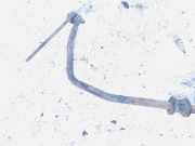 Stabilisator Stabi Hinten Hinterachse Mazda 626, 1997.04 - 2002.10 Gebraucht,