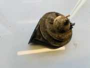 Hupe Ford Mondeo, 1992.12 - 1996.09 E335717,CH2035-A73345