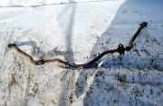 Stabilisator Vorne Mazda Premacy, 1999.01 - 2005.03 Gebraucht,