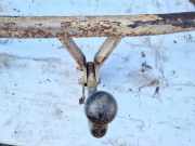 Anhängerkupplung Nissan Primera, P12 2002.01 - 2008.12 Gebraucht,