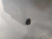 Waschwasserdüse Scheibenreinigung Chevrolet Aveo, 2002.01 - 2007.12 Gebraucht,