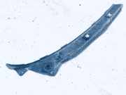 Windlauf Wischerabdeckung Volkswagen Passat, B4 1993.07 - 1996.08 357853829b, 1z