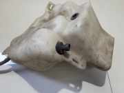 Scheibenwaschbehälter Vorne Wischwasserbehälter SAAB 9-3, 1998.02 - 2002.09 Gebraucht,