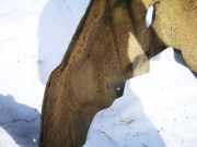 Radhausschale - Hinten Rechts Volkswagen Golf, VI 2008.10 - 2012.06 Gebraucht,