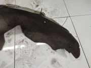 Radhausschale - Hinten Rechts Mazda 6, 2007.08 - 2012.12 Gebraucht,