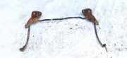 Stabilisator Vorne Kia Rio, 2000.09 - 2005.02 Gebraucht,