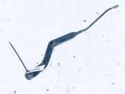 Windschutzscheibe Scheibenwischer Citroen Xantia, I 1993.03 - 1998.01 Gebraucht,