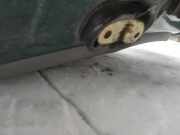 T?rfangband T?rbremse T?rstopper - Vorne Rechts Volkswagen Polo, III 1999.10 - 2001.09 facelift Gebraucht, ASX