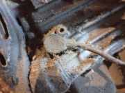 Impulsgeber Kurbelwelle Alfa-Romeo 147, I 2000.11 - 2004.09 Gebraucht,
