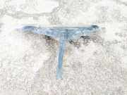 Schloßträger Lexus IS, II 2005.10 - 2013.03 Gebraucht,