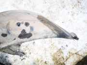 Radhausschale - Hinten Rechts Audi A3, 8L 1996.09 - 2000.10 8l0810172,