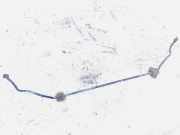 Stabilisator Stabi Hinten Hinterachse BMW 1-Series, E81 E82 2003.09 - 2006.09 Gebraucht,