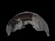 Radhausschale - Hinten Rechts Land-Rover Range Rover, 2002.03 - 2012.08 Gebraucht,