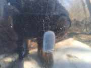 Waschwasserdüse Scheibenreinigung Ford Focus, 1998.10 - 2002.10 Gebraucht,