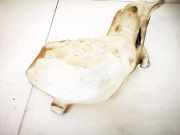 Scheibenwaschbehälter Vorne Wischwasserbehälter Peugeot 307, 2000.08 - 2005.06 9650452280, 9651114580