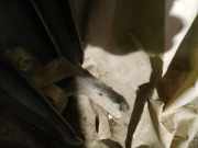 Türscharnier Hinten Mitsubishi Grandis, I 2004.01 - 2009.12 Gebraucht,