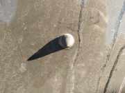 Waschwasserdüse Scheibenreinigung Opel Vectra, B 1995.09 - 2000.09 Gebraucht,