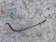 Halteband Kraftstoffbehälter Audi A4, B5 1994.11 - 1999.09 Gebraucht,Used