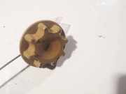 Verschluss Kühlmittel Deckel Kühler Ausgleichsbehälter Toyota Avensis, II 2003.04 - 2006.03 Gebraucht,