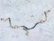 Stabilisator Vorne Toyota Avensis Verso, 2001.08 - 2009.11 Gebraucht,