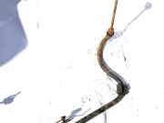 Stabilisator Vorne Volkswagen Transporter, T4 1990.07 - 1996.01 Gebraucht, 1X