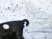 Radhausschale - Vorne Linke Mitsubishi Lancer VII, 2003.09 - 2006.04 MN12680,