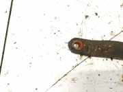 Motorhalterung und Getriebe (Motorhalterung) Mitsubishi Pajero Sport, I K90 1996.01 - 2000.06 Gebraucht,