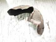 Radhausschale - Hinten Rechts Volkswagen Passat, B6 2005.08 - 2010.11 Gebraucht , BMP