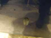 Waschwasserdüse Scheibenreinigung Ford Focus, 2011.04 - 2018 Gebraucht,