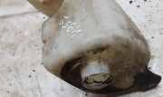 Scheibenwaschbeh?lter Vorne Wischwasserbeh?lter Citroen Xsara, I 1997.04 - 2000.09 9621010480,