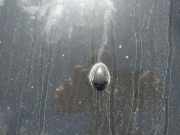 Waschwasserd?se Scheibenreinigung Renault Scenic, I 1999.09 - 2003.06 facelift Gebraucht,