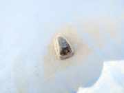 Waschwasserdüse Scheibenreinigung Nissan Sunny, B12 1986.02 - 1990.07 Gebraucht,