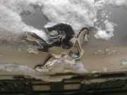 Emblem Peugeot 407, 2004.05 - 2010.12 Gebraucht,