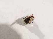 Schalter für Fensterheber Renault Megane, II 2002.11 - 2006.06 Gebraucht,