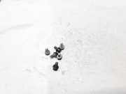 Schraube Druckplatte Nissan NV200, M20 2009 --> Gebraucht,