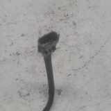 Lambdasonde H8200437489 Renault Captur (2R) SUV 0.9 Energy TCE 12V (H4B-400(H4B-A4)) 2014-06