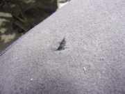 Sitz Hinten Ford Focus C-Max Großraumlimousine 2.0 TDCi 16V (G6DD) 2004