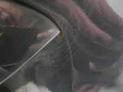 Heckklappe 1889352 Ford C-Max (DXA) Großraumlimousine 1.6 SCTi 16V (JQDB(Euro 5)) 2011